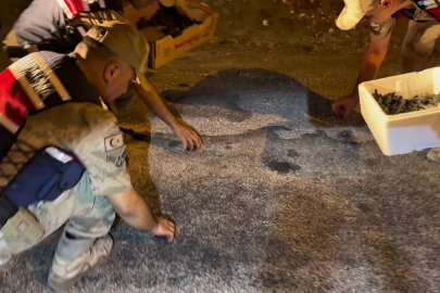 Samandağ’da yavru 'caretta caretta'lar Jandarma eliyle denize ulaştı